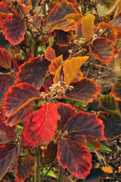 Hamamelis vernalis 'Amethyst' displays amazing fall color