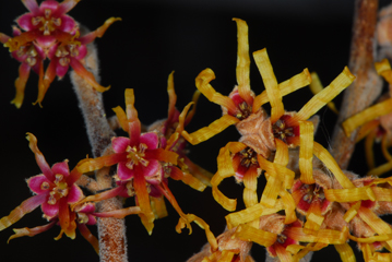 Hamamelis vernalis 'Sandra' with H vernalis var tomentosa on right for comparison