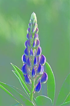 Lupines_ARokach_240 Lupine by Allen Rokach