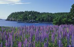 Lupines by Allen Rokach