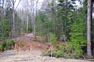 treehouse_location