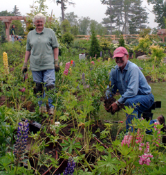 Planting the Lupine Meadow
