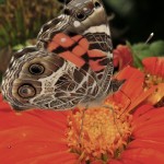 American-lady-butterfly-on-tithoinia-golfinger-w-cullina An American lady butterfly (Vanessa virginiensis) nectaring on Mexican sunflower in the Bibby and Harold Alfond Children's Garden. These colorful butterflies have been incredibly abundant this year.