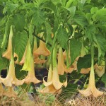Brugmansia 'Golden Queen'