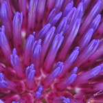 Cardoon (Cynara cardunculus), Bibby and Harold Alfond Children's Garden