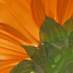 Tithonia rotundifolia 'Goldfinger'