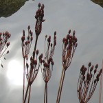 Seed pods from Dodecatheon insularis, Lerner Garden of the Five Senses