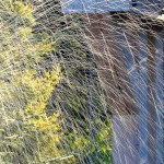 Spouting whales, Bibby and Harold Alfond Children's Garden