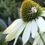 Crab Spider with Echinacea 'White Swan'