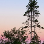 Sunrise over the Haney Hillside Garden