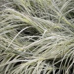 Miscanthus sinensis 'Dixieland'