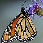 Monarch on Liatris