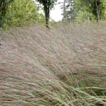 Little bluestem, Founders Grove