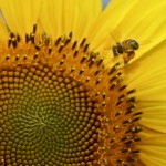 Sunflower and guest