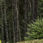 Balsam fir with a background of red spruce