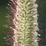 Pennisetum alopecuroides 'Foxtrot', Cleaver Event Lawn