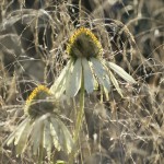 Echinacea 'White Swan,' Cleaver Event lawn