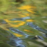 Black-eyed Susans, reflected. Lerner Garden of the Five Senses
