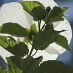 Hibiscus 'Blue River II,' Lerner Garden of the Five Senses