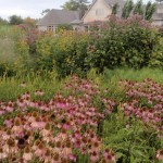 Coneflowers and Joe-Pye-weed, Great Lawn