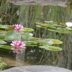 Waterlilies, Forest Pond