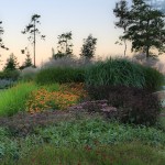 Great Lawn at dawn