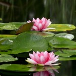 Waterlilies, Lerner Garden of the Five Senses