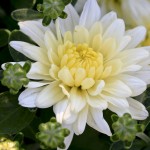 Chrysanthemum 'Moonglow'
