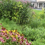 Echinacea 'Kim's Kneehigh, Great Lawn