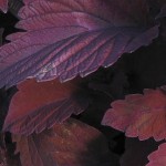 Coleus leaves