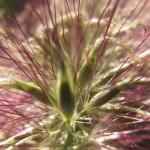 Pennisetum alopecuroides 'Foxtrot'
