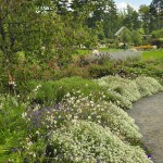 alyssum-and-guara-rose-garden-w-cullina Sweet Alyssum 'Snow Princess' (Lobularia maritima) is an extremely vigorous new selection of this favorite annual. It has been smothered in honey-scented white flowers since late May.
