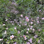 anemone-x-hybrida-robustissima-w-cullina Anemone tomentosa 'Robustissima.'