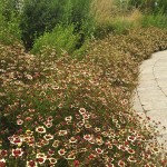 coreopsis-jive-lerner-five-senses-garden-w-cullina Coreopsis 'Jive' is our favorite among the suite of new annual tickseeds hitting the market as of late. It begins blooming in May and continues until a hard frost.
