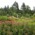 eupatorium-maculatum-great-lawnw-cullina Sweeps of spotted Joe-Pye Weed ring the Great Lawn and provide a colorful backdrop to George Sherwood's 'Wind Orchid' sculpture.
