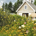 outside-the-cottage-garden-alfond-childrens-garden-w-cullina Rudbeckia 'Golsturm', Helianthus hirsutus, and Hydrangea 'Strawberries and Cream' outside the cottage garden - Bibby and Harold Alfond Children's Garden.