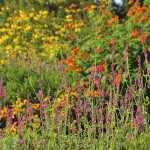 rainbow-terraces-alfond-childrens-gardenw-cullina Agasatche 'Heatwave' with Tithonia 'Goldfinger' in the background - Rainbow Terraces in the Bibby and Harold Alfond Children's Garden.