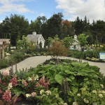 view-of-the alfond-childrens-garden-w-cullina The view over the "big-leaved garden" toward the cottage and story barn in the Bibby and Harold Alfond Children's Garden.