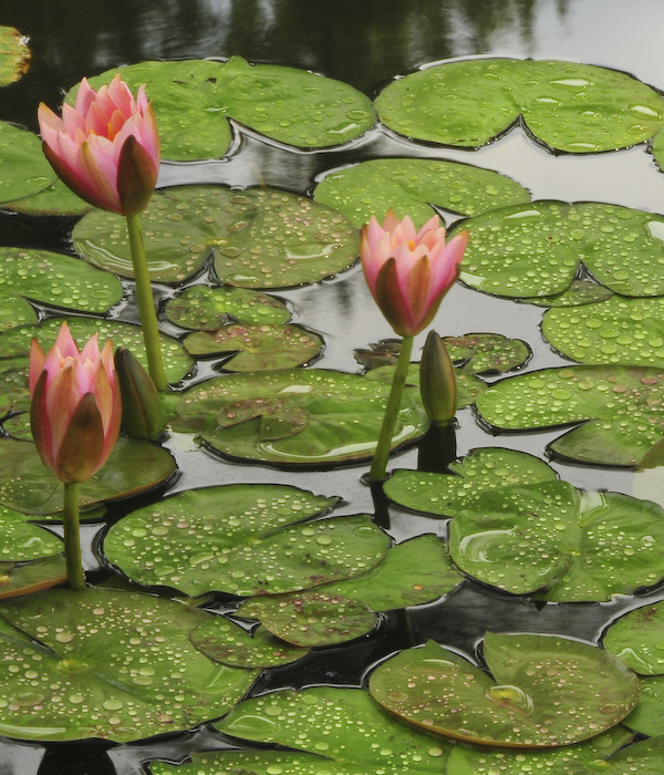 water-lilies-alfond-childrens-garden-w-cullina.jpg