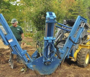 Bill Karas begins digging a cutleaf European beech with Dick Zieg's guidance.