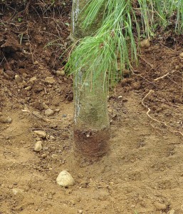 A weeping white pine buried 8 inches too deeply during digging and planting. In this picture the root collar is still not fully excavated.