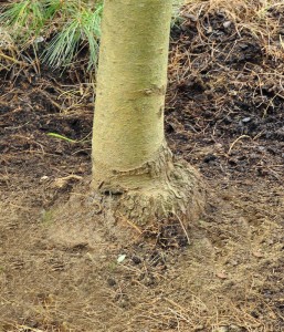 white-pine-planted-at-proper-depth-w_cullinaa A properly planted weeping white pine showing root collar (in this case also a graft union).
