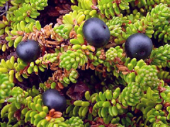 native Empetrum nigrum-240