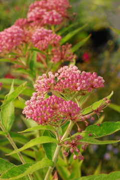 Asclepias incarnata