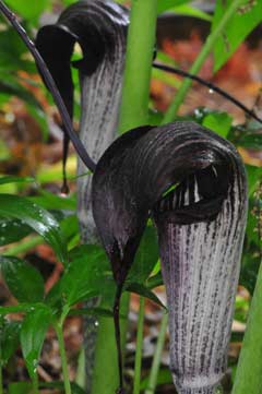 Arisaema urashima Arisaema urashima