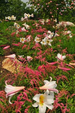 Astilbe Astilbe
