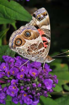 Buddleia blue chip Buddleia blue chip