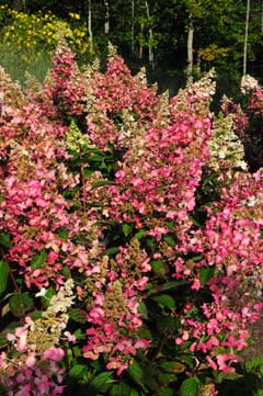 Hydrangea pinky winky Hydrangea pinky winky