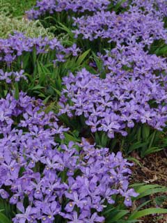 Iris cristata Iris cristata