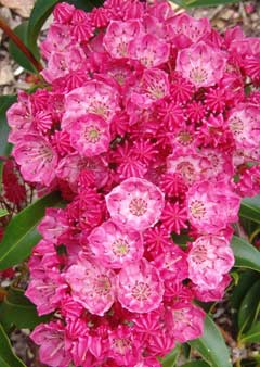 Kalmia latifolia Kalmia latifolia